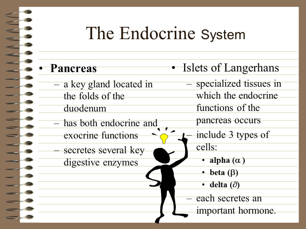 The Endocrine System Pancreas a key gland located in the folds of the duodenum